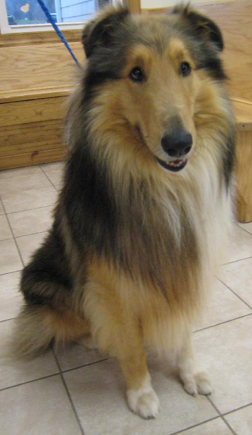 Sampson - photo 4