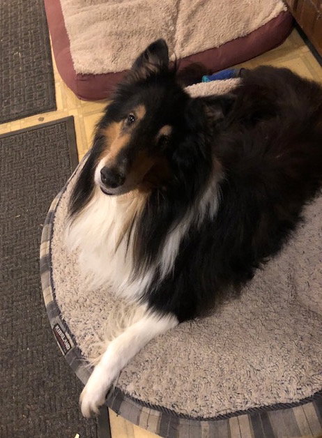 Monty - photo 2