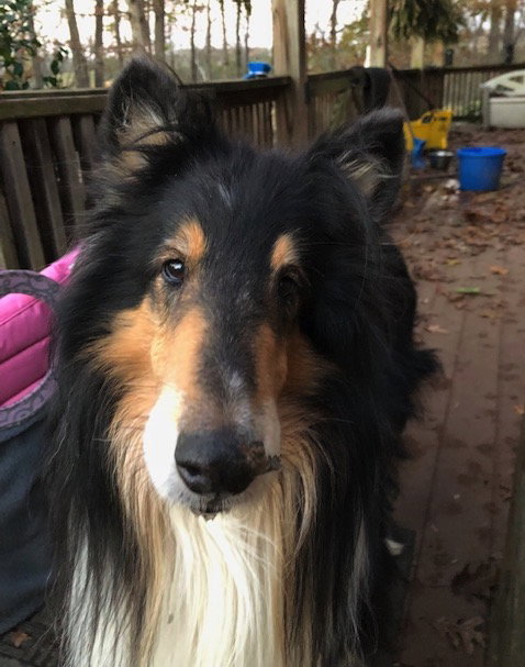 Monty a Adult Male Collie (long coat) adopted through Collie Rescue