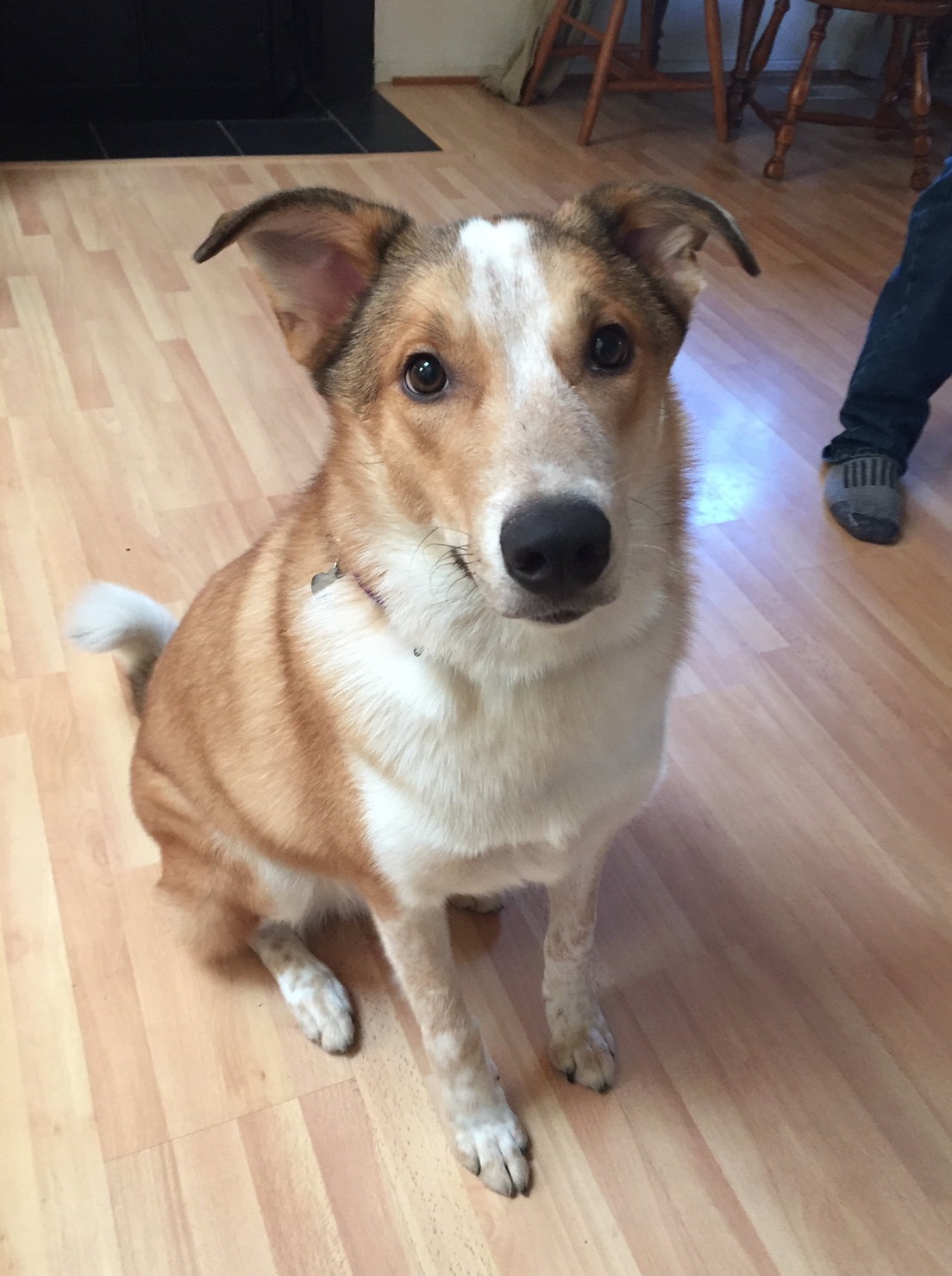 Bailey a Young Male Collie (short coat) adopted through Collie Rescue