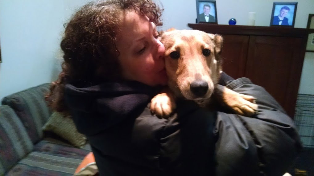 Sprinkles a Adult Female Collie / Mixed (medium coat) adopted through Collie Rescue