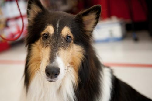 Mia a Adult Female Collie (long coat) adopted through Collie Rescue