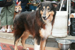 Pascal a Adult Male Collie (long coat) adopted through Collie Rescue