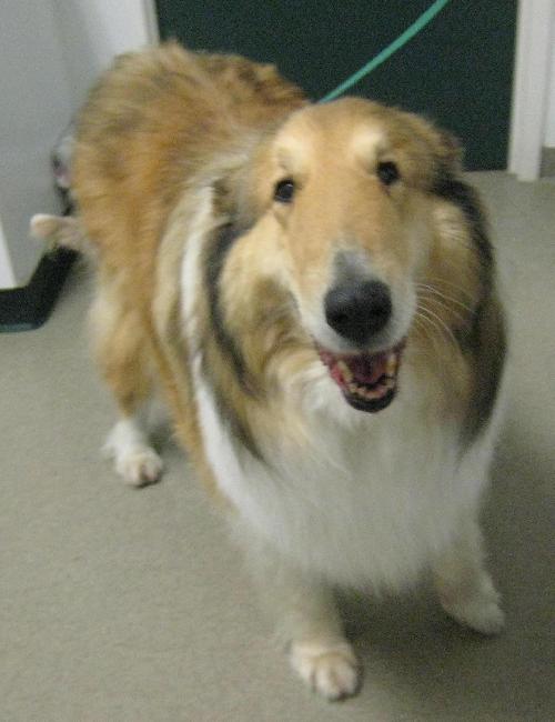 Heidi - photo 2