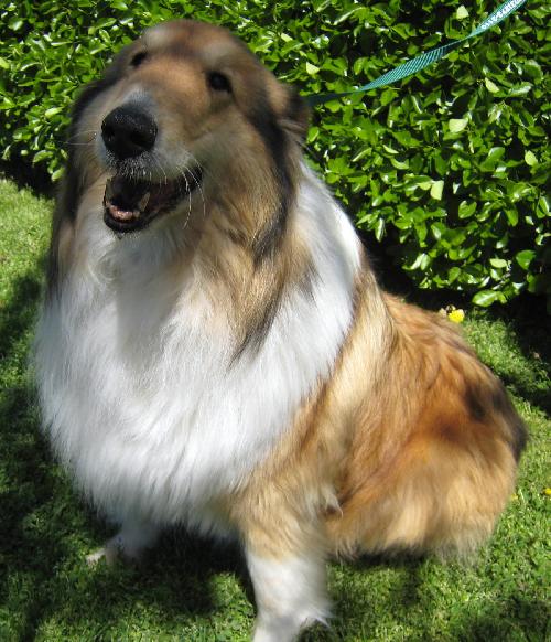 Heidi a Adult Female Collie (long coat) adopted through Collie Rescue