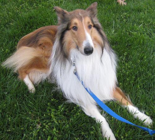 Andy a Adult Male Collie (long coat) adopted through Collie Rescue