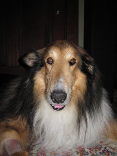 Trooper - photo 2