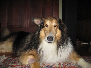 Trooper a Senior Male Collie (long coat) adopted through Collie Rescue