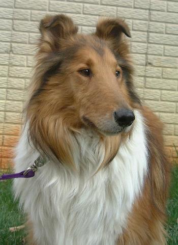 King a Adult Male Collie (long coat) adopted through Collie Rescue