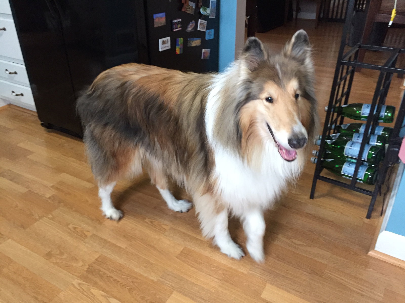 Riley - photo 2