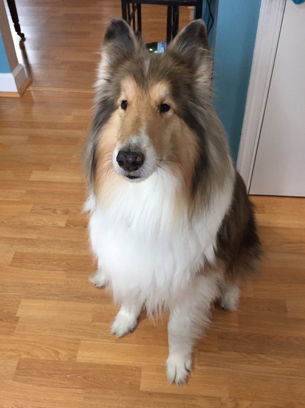 Riley a Senior Male Collie (long coat) adopted through Collie Rescue