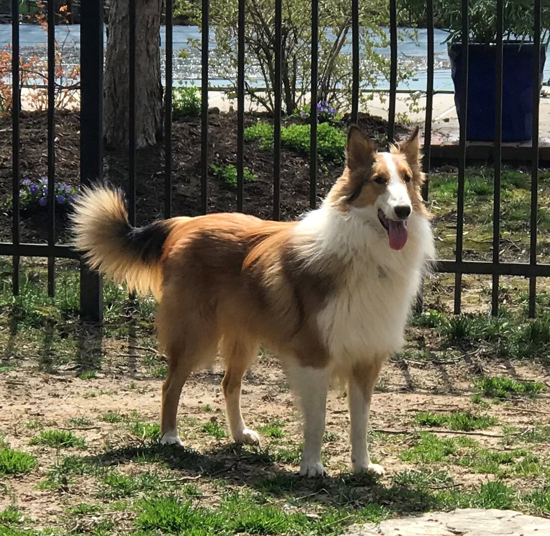 Bailey a Young Male Collie (long coat) adopted through Collie Rescue