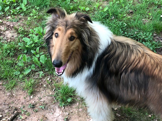 Brody a Adult Male Collie (long coat) adopted through Collie Rescue