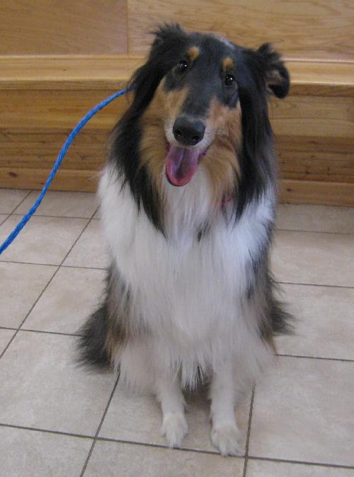 Denver a Adult Female Collie (long coat) adopted through Collie Rescue