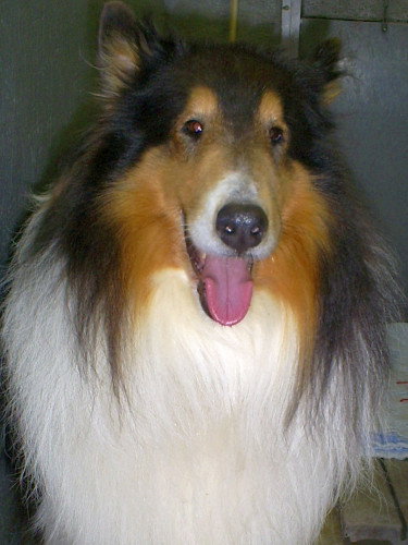 Kobe a Adult Male Collie (long coat) adopted through Collie Rescue