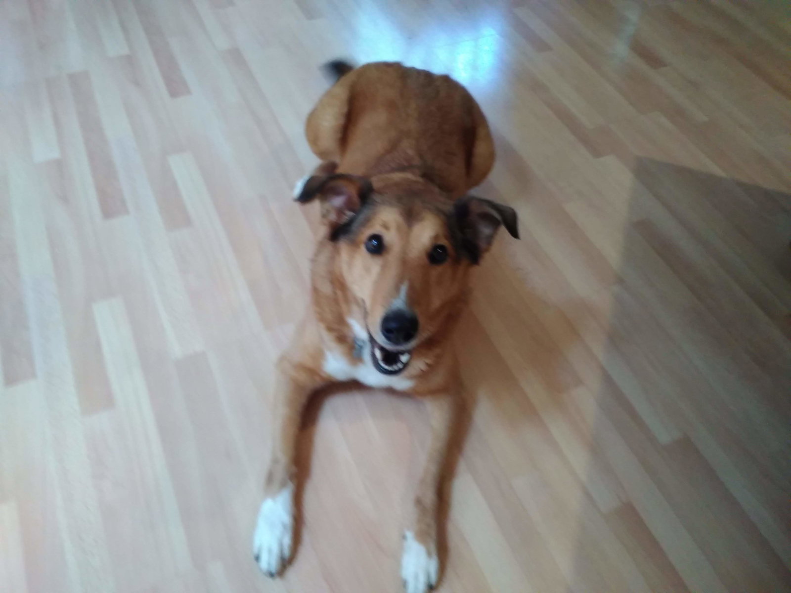 Bailey - photo 3