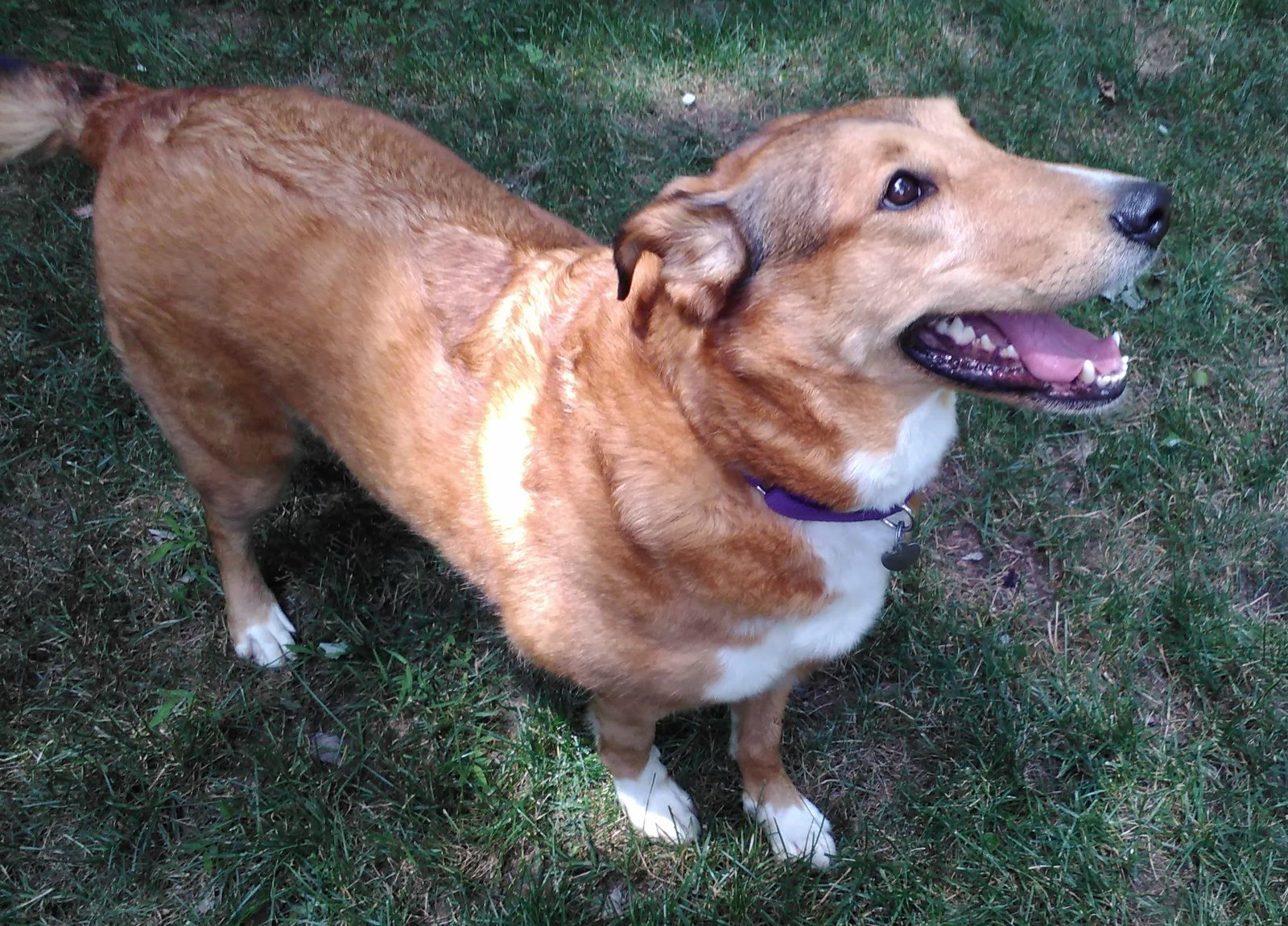 Bailey - photo 4