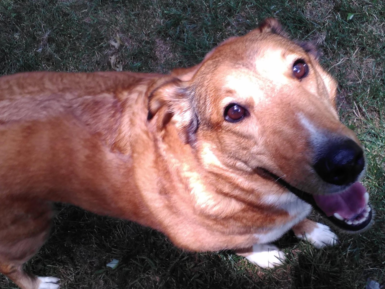Bailey - photo 5