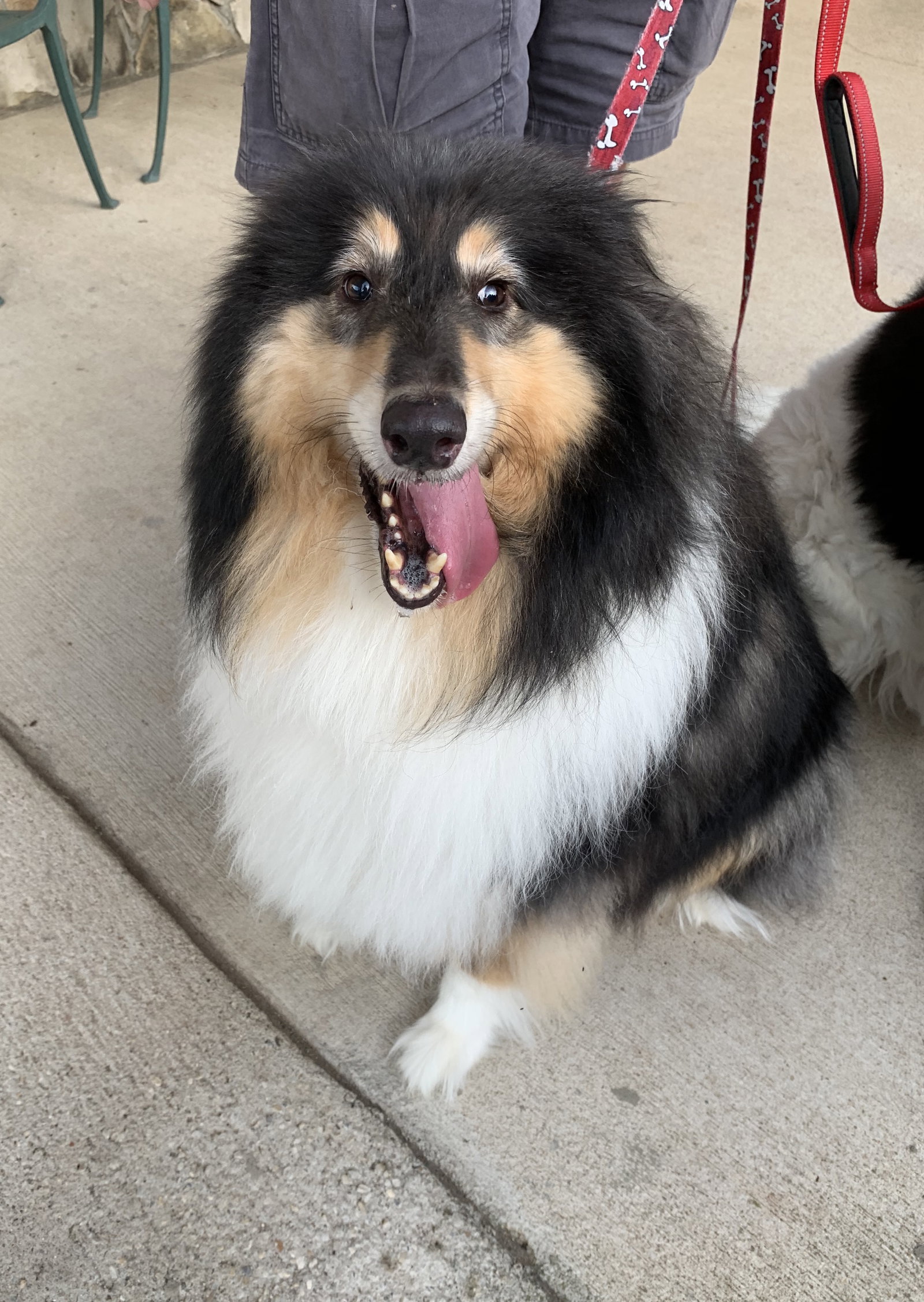 Jimmy a Adult Male Collie (long coat) adopted through Collie Rescue