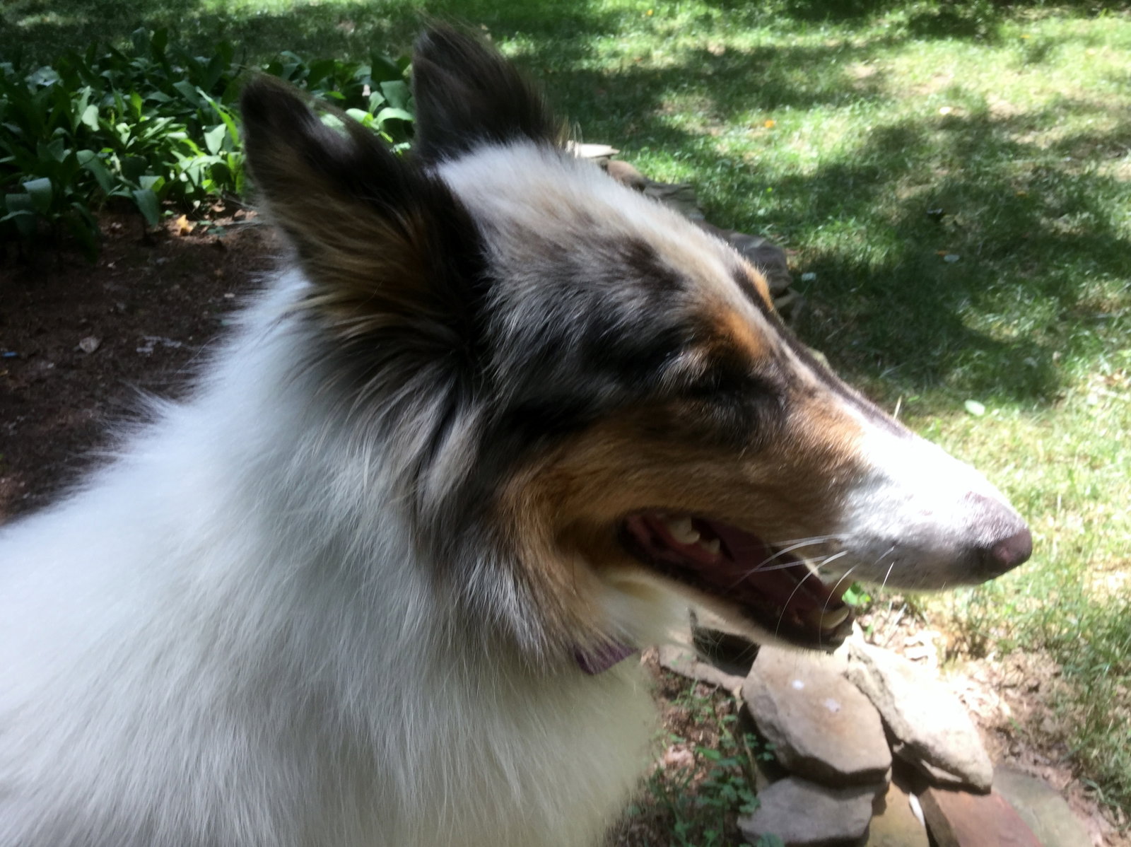 Lizzie - photo 6