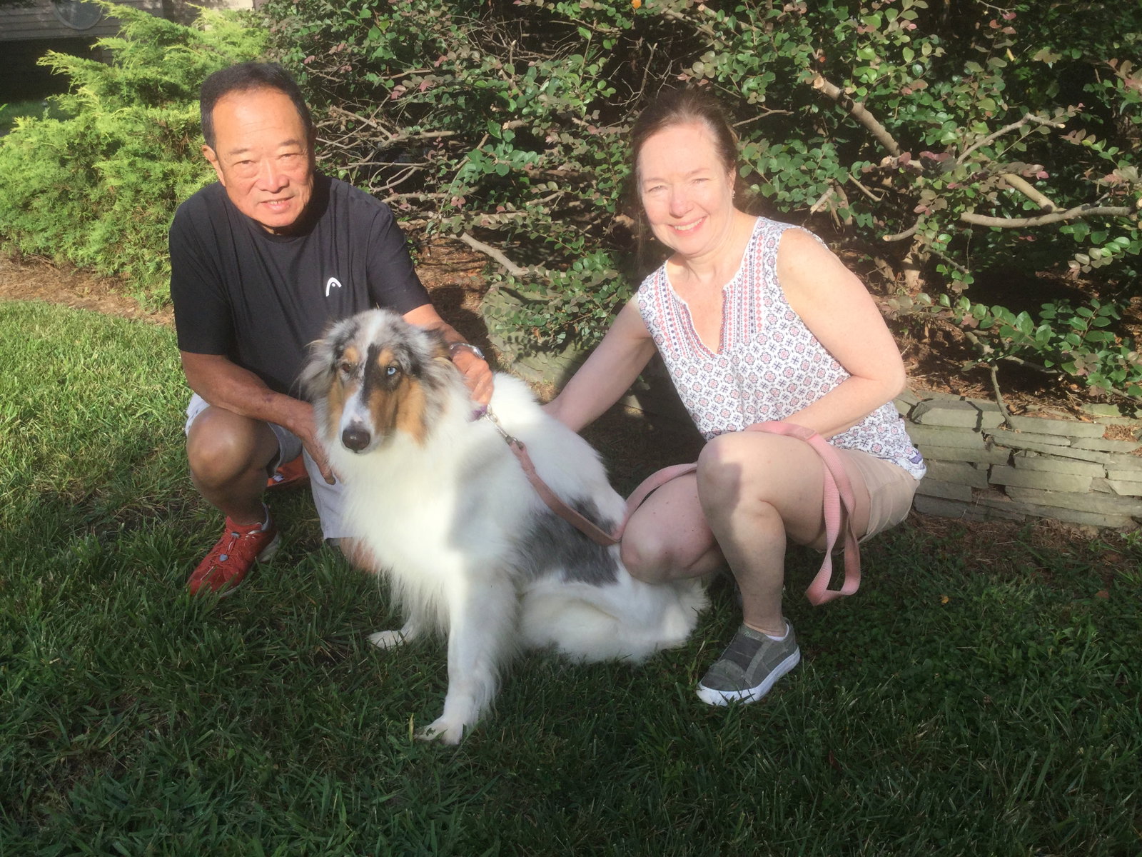 Lizzie a Adult Female Collie (long coat) adopted through Collie Rescue