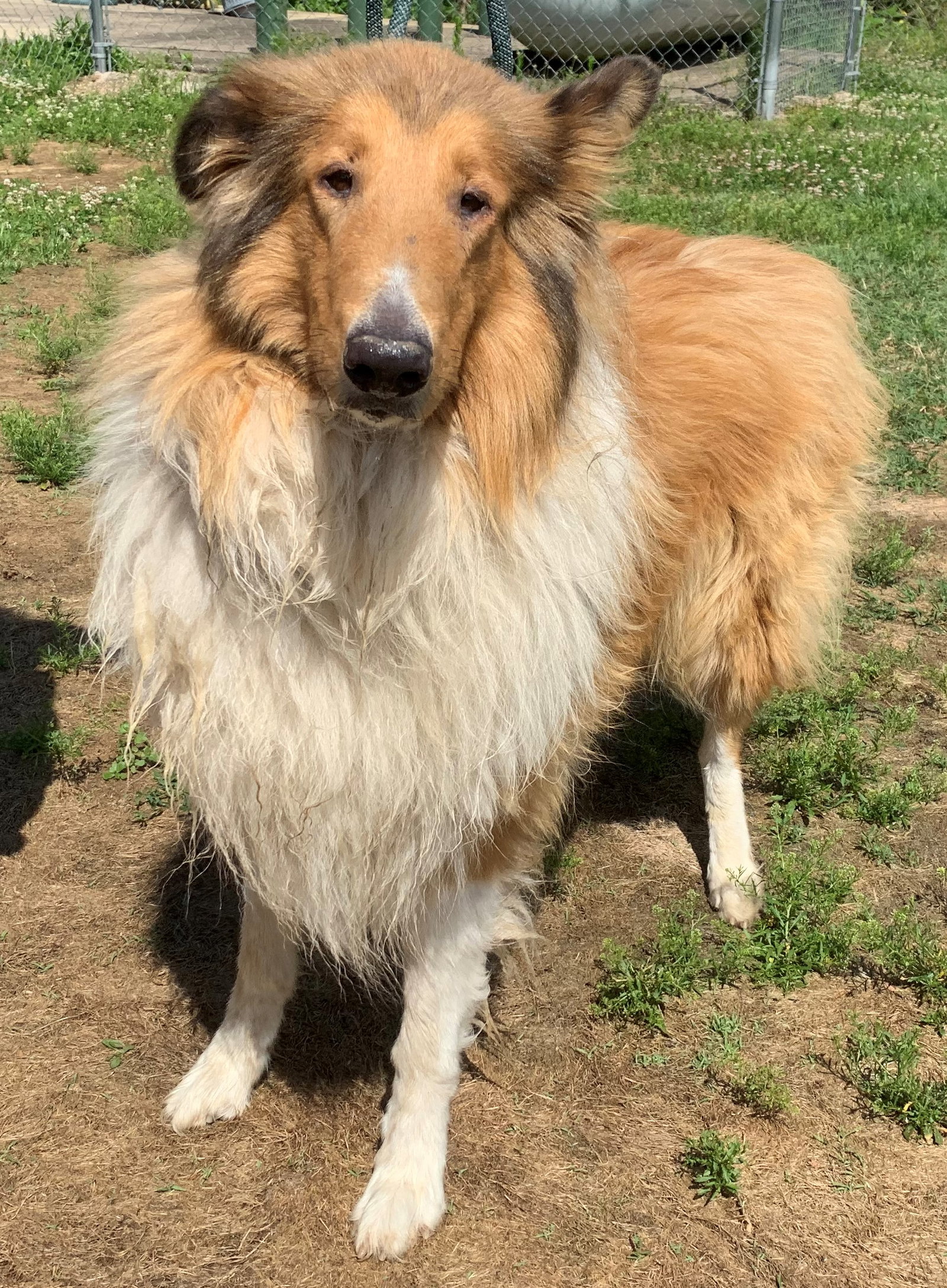 Teddy - photo 3