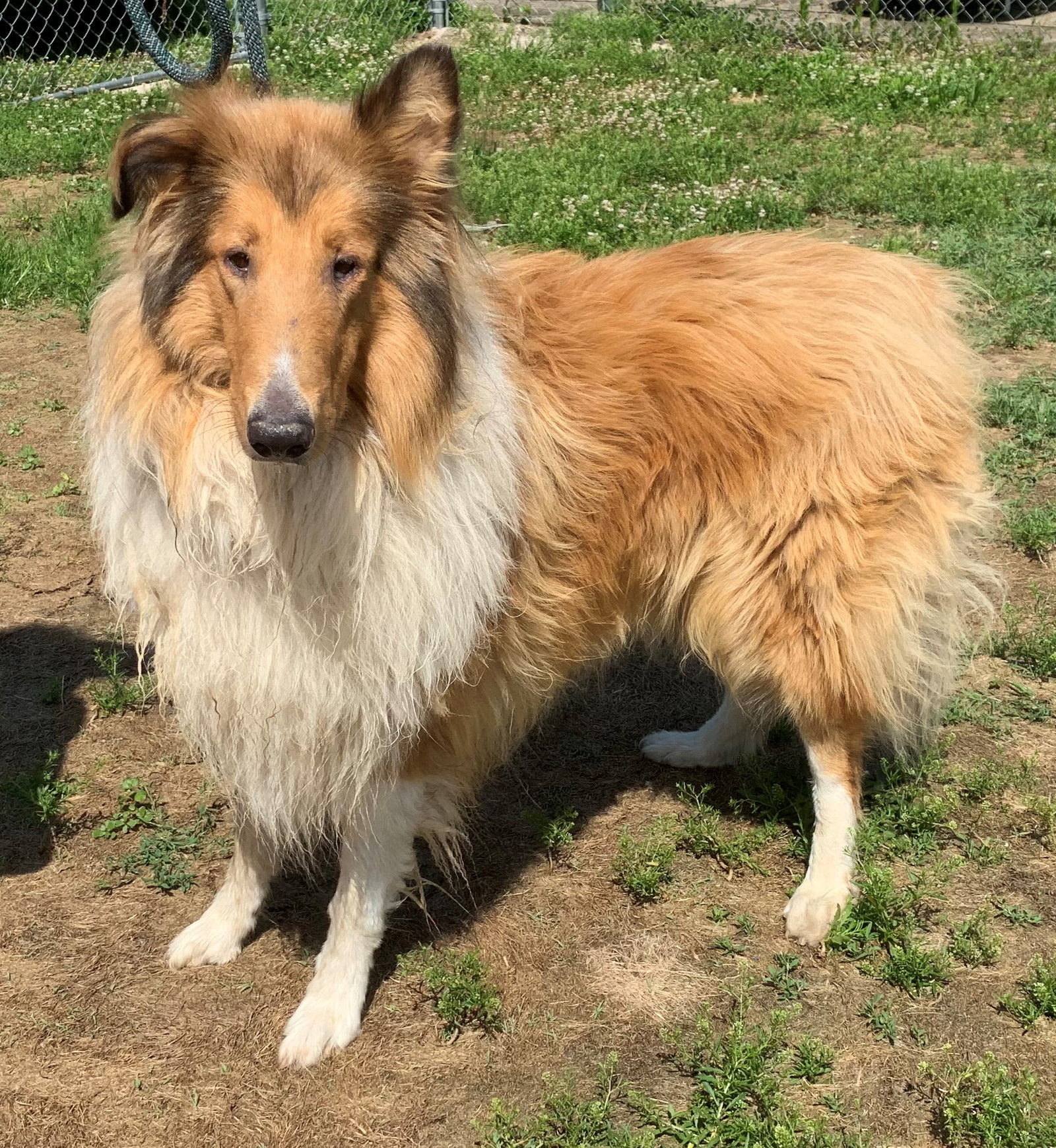 Teddy - photo 2