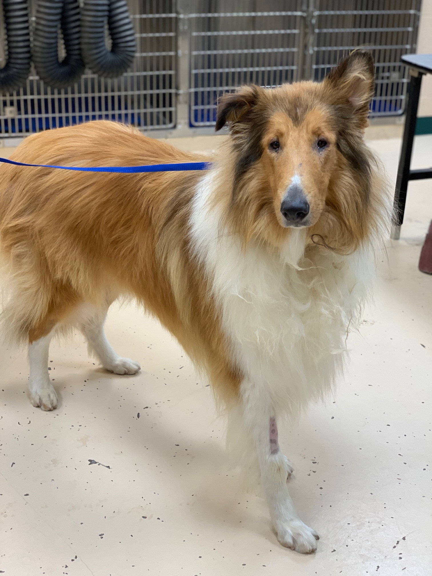 Teddy a Adult Male Collie (long coat) adopted through Collie Rescue