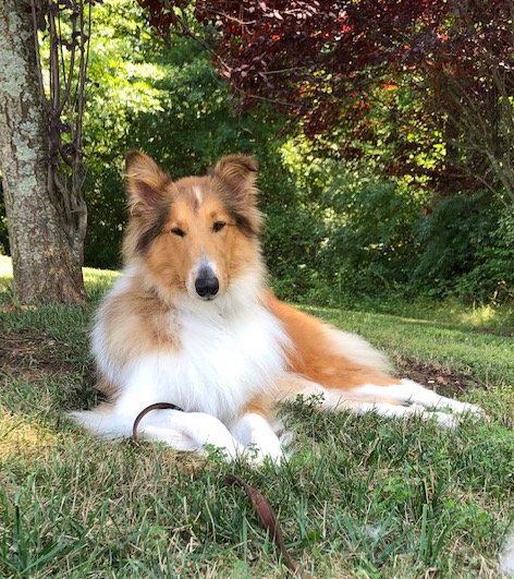 Maili a Adult Female Collie (long coat) adopted through Collie Rescue