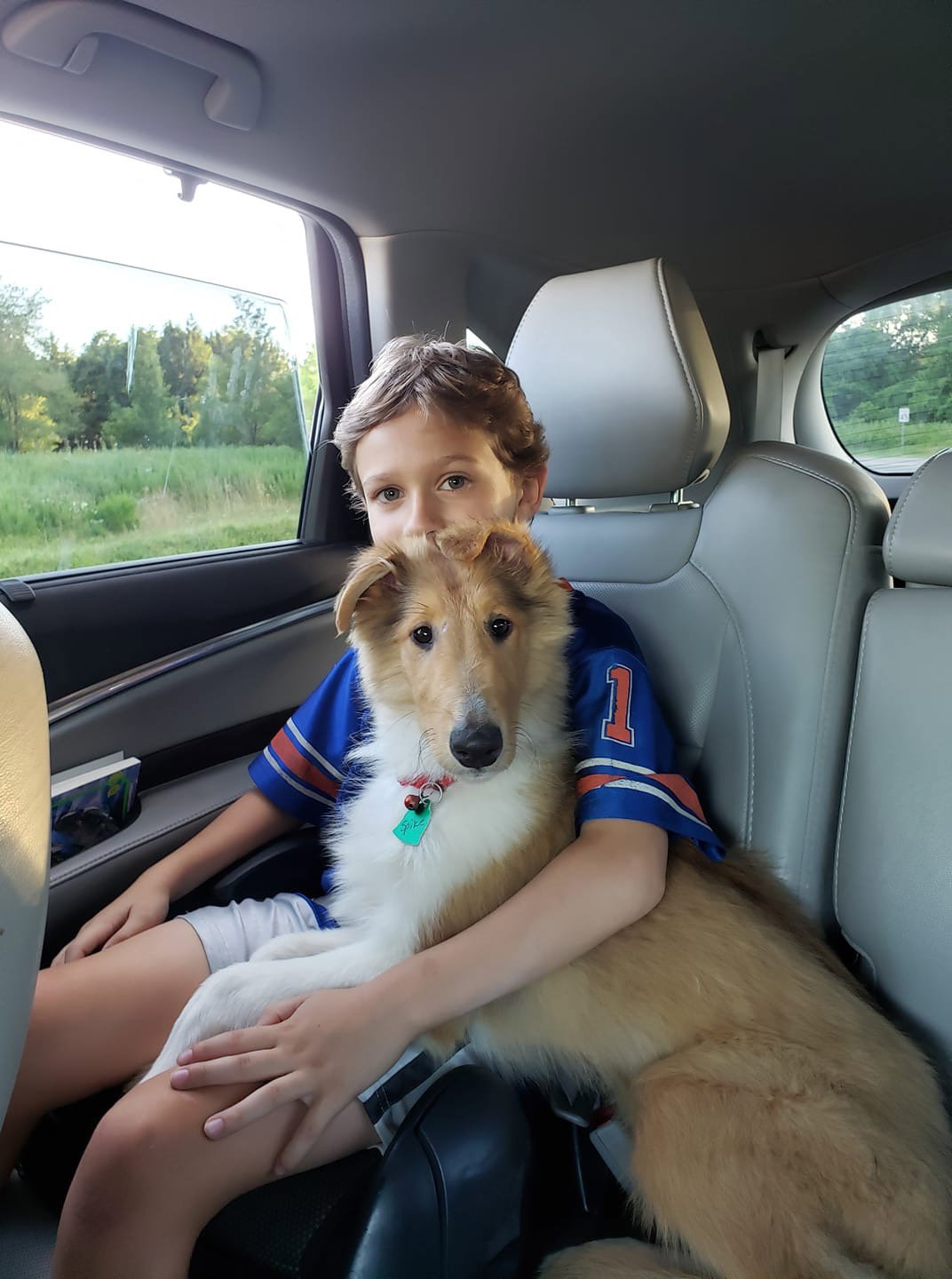 Spike a Young Male Collie (long coat) adopted through Collie Rescue