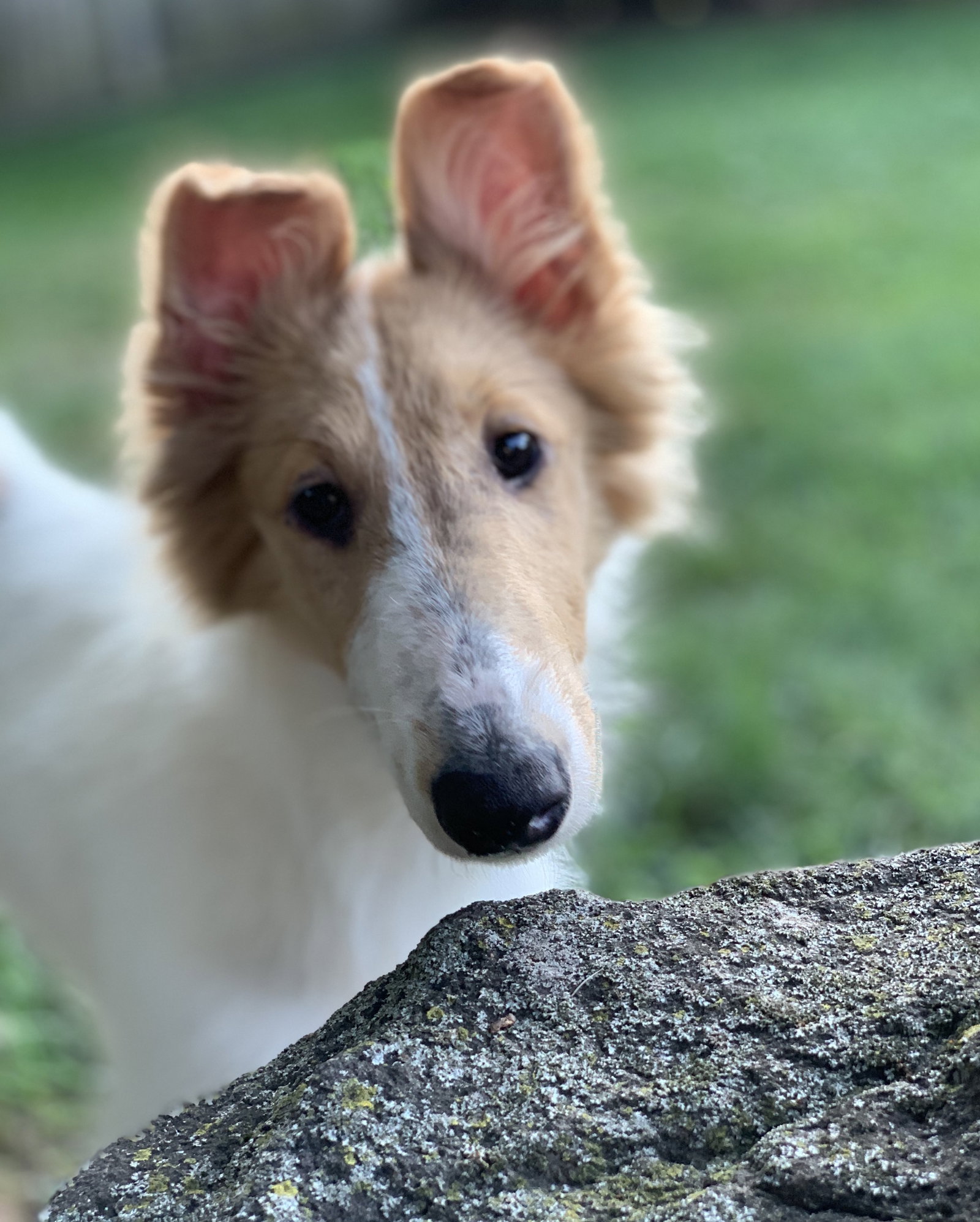 Sammie a Young Female Collie (long coat) adopted through Collie Rescue