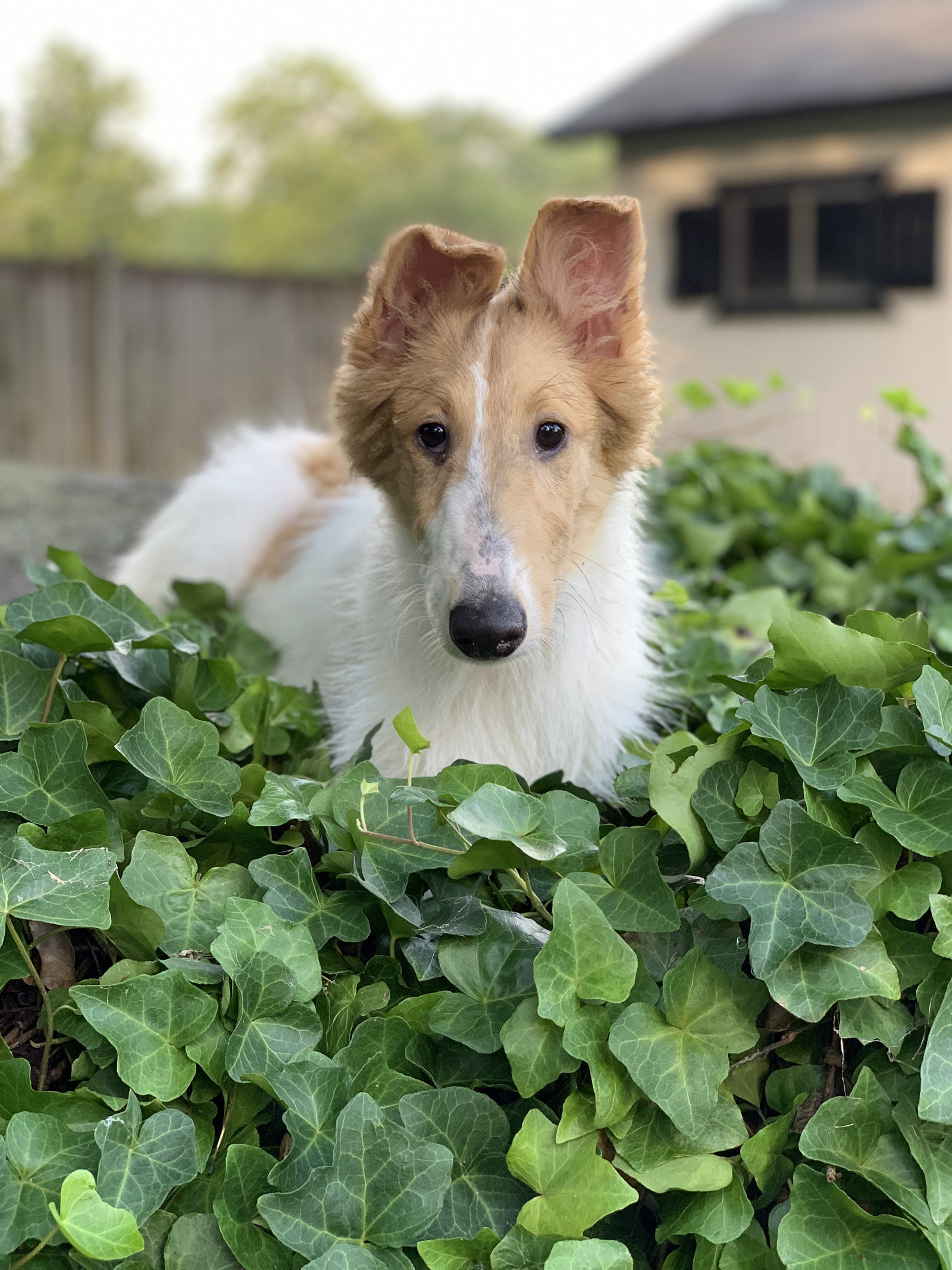 Sammie - photo 2