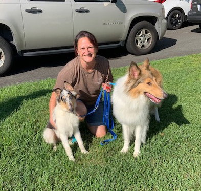 Chuck a Young Male Collie (long coat) adopted through Collie Rescue
