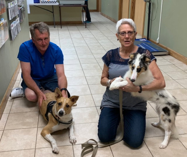 Sweet Pea a Young Female Collie (long coat) adopted through Collie Rescue