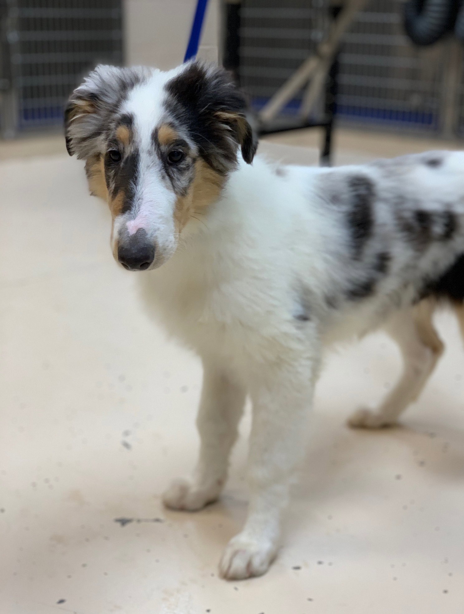 Saul a Young Male Collie (long coat) adopted through Collie Rescue