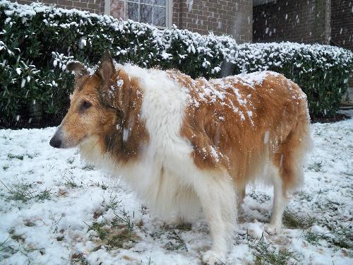Missey a Senior Female Collie (long coat) adopted through Collie Rescue