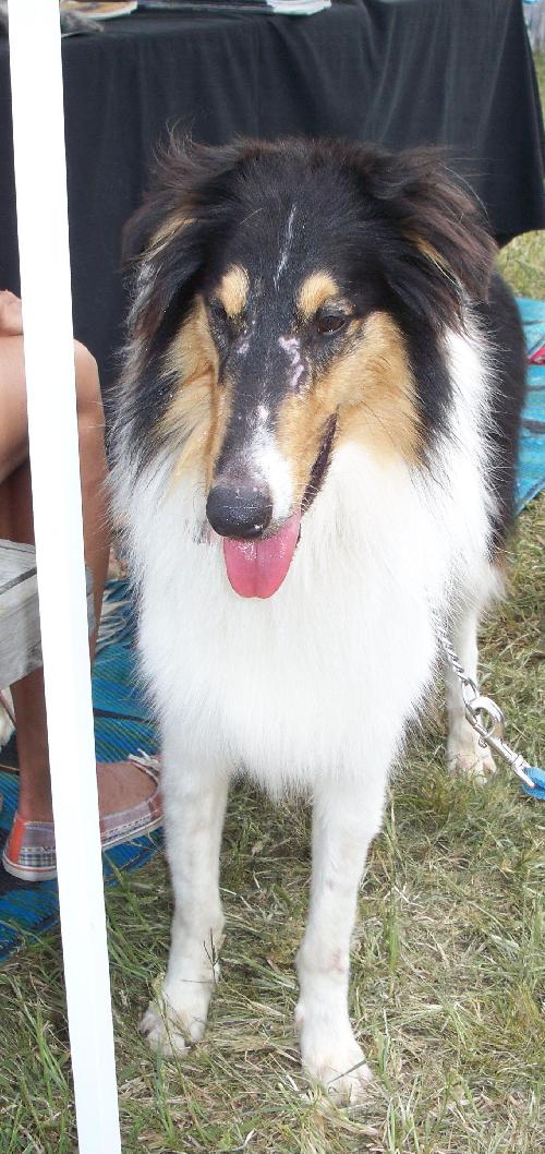 Buddy - photo 3