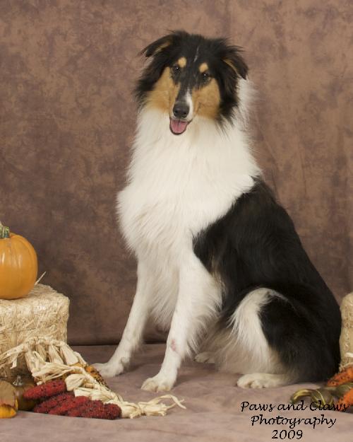 Buddy a Young Male Collie (long coat) adopted through Collie Rescue