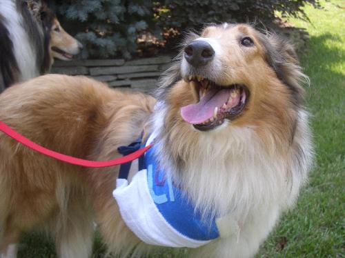 Lola a Adult Female Collie (long coat) adopted through Collie Rescue