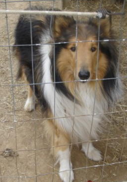 Homer a Adult Male Collie (long coat) adopted through Collie Rescue
