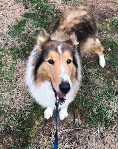 Gabby a Adult Female Collie (long coat) adopted through Collie Rescue