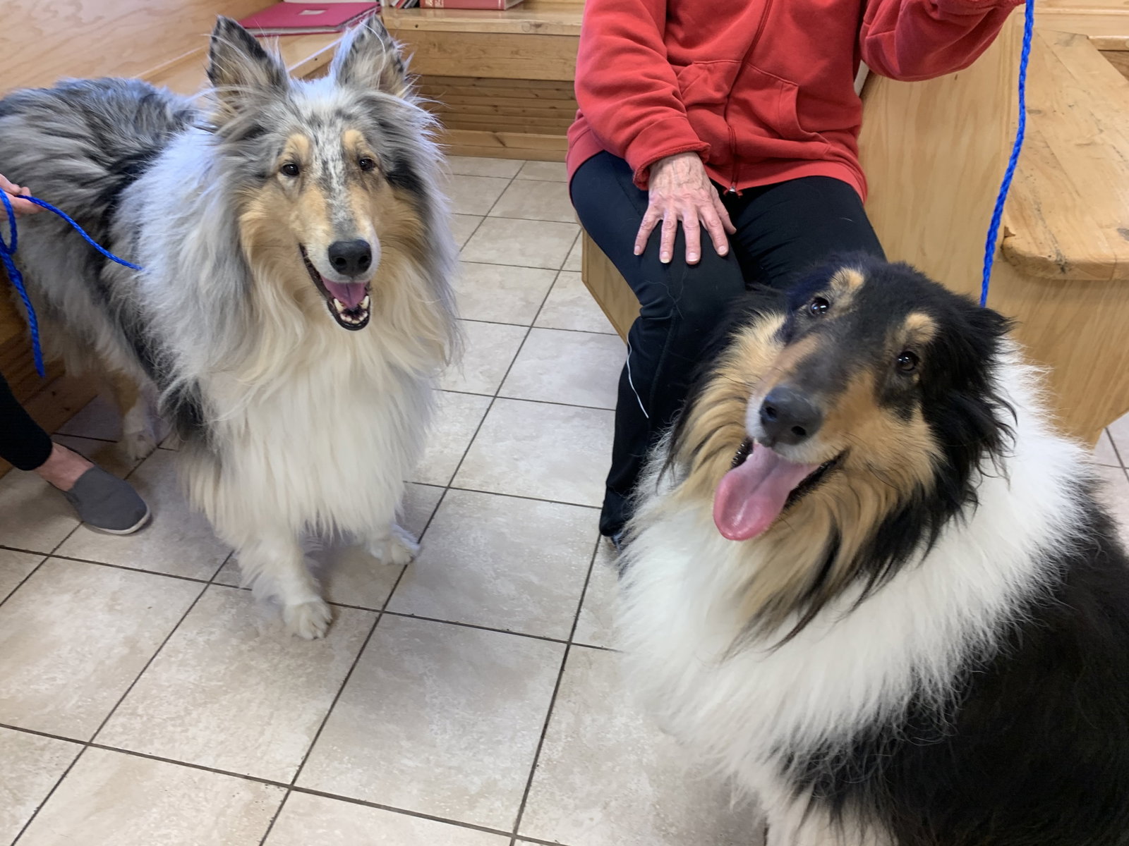 Blu and Bear a Adult Male Collie (long coat) adopted through Collie Rescue