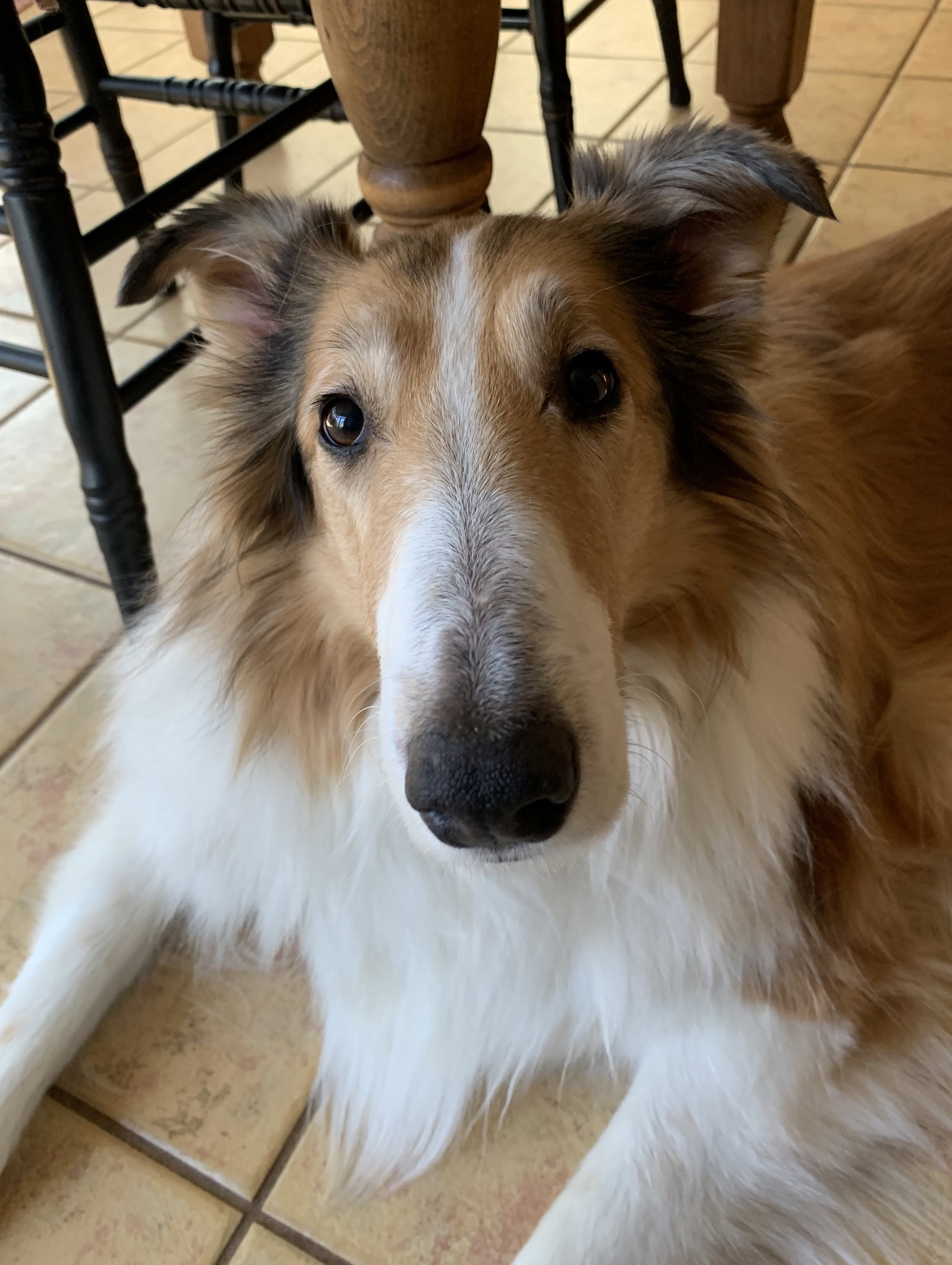 Taz a Female Collie adopted through Collie Rescue