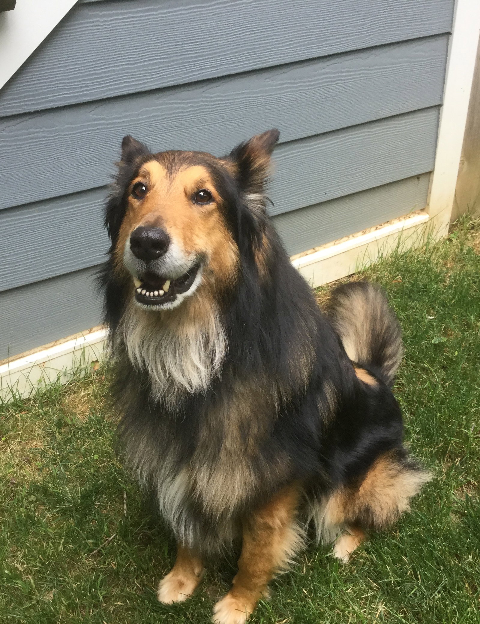 Kringle a Adult Male Collie (long coat) adopted through Collie Rescue
