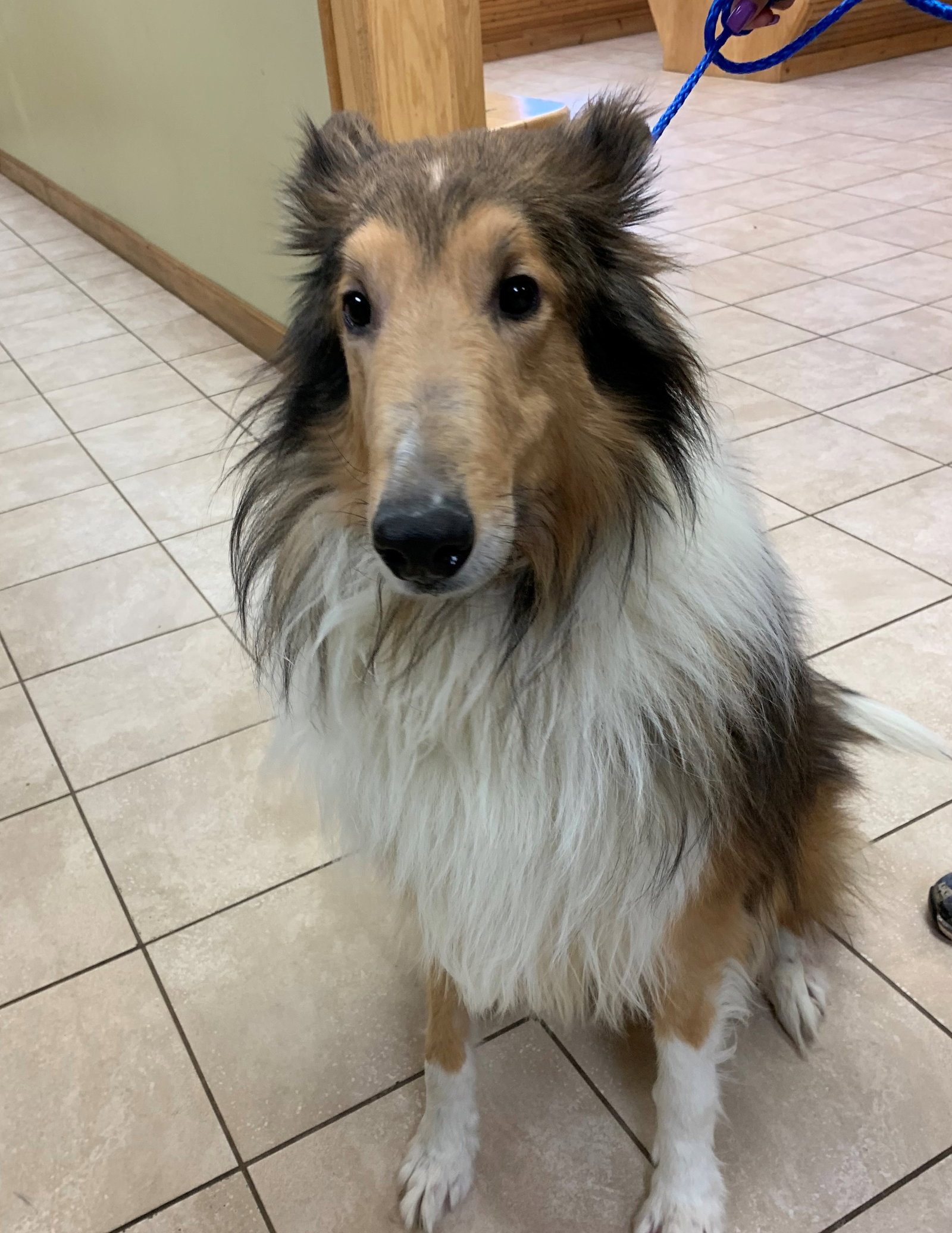 Lassie a Adult Male Collie (long coat) adopted through Collie Rescue
