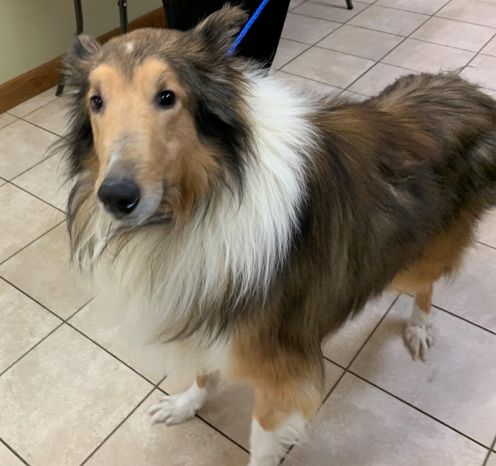 Lassie - photo 2
