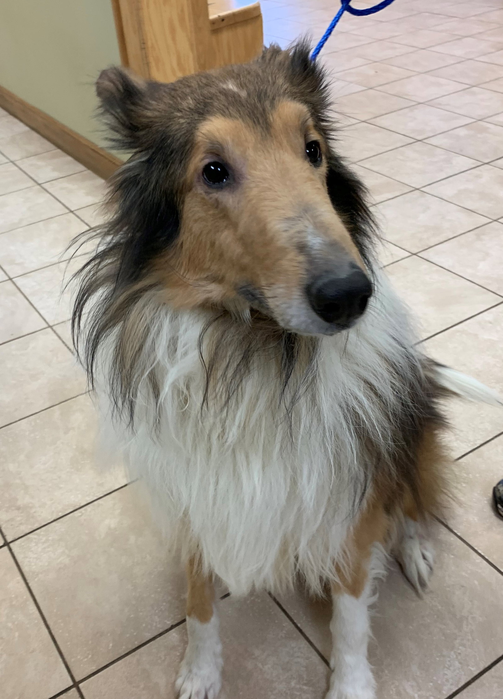 Lassie - photo 3
