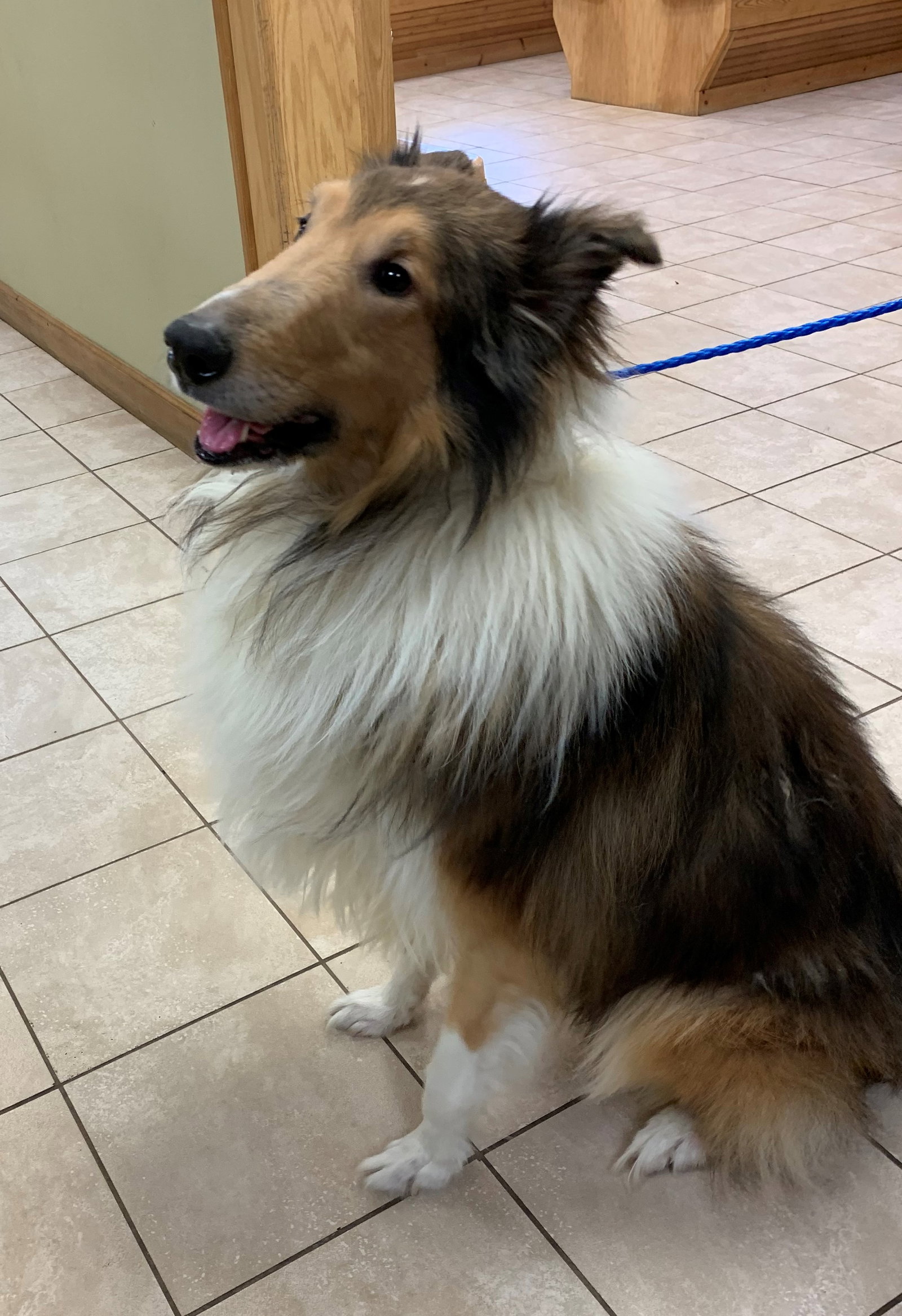 Lassie - photo 4