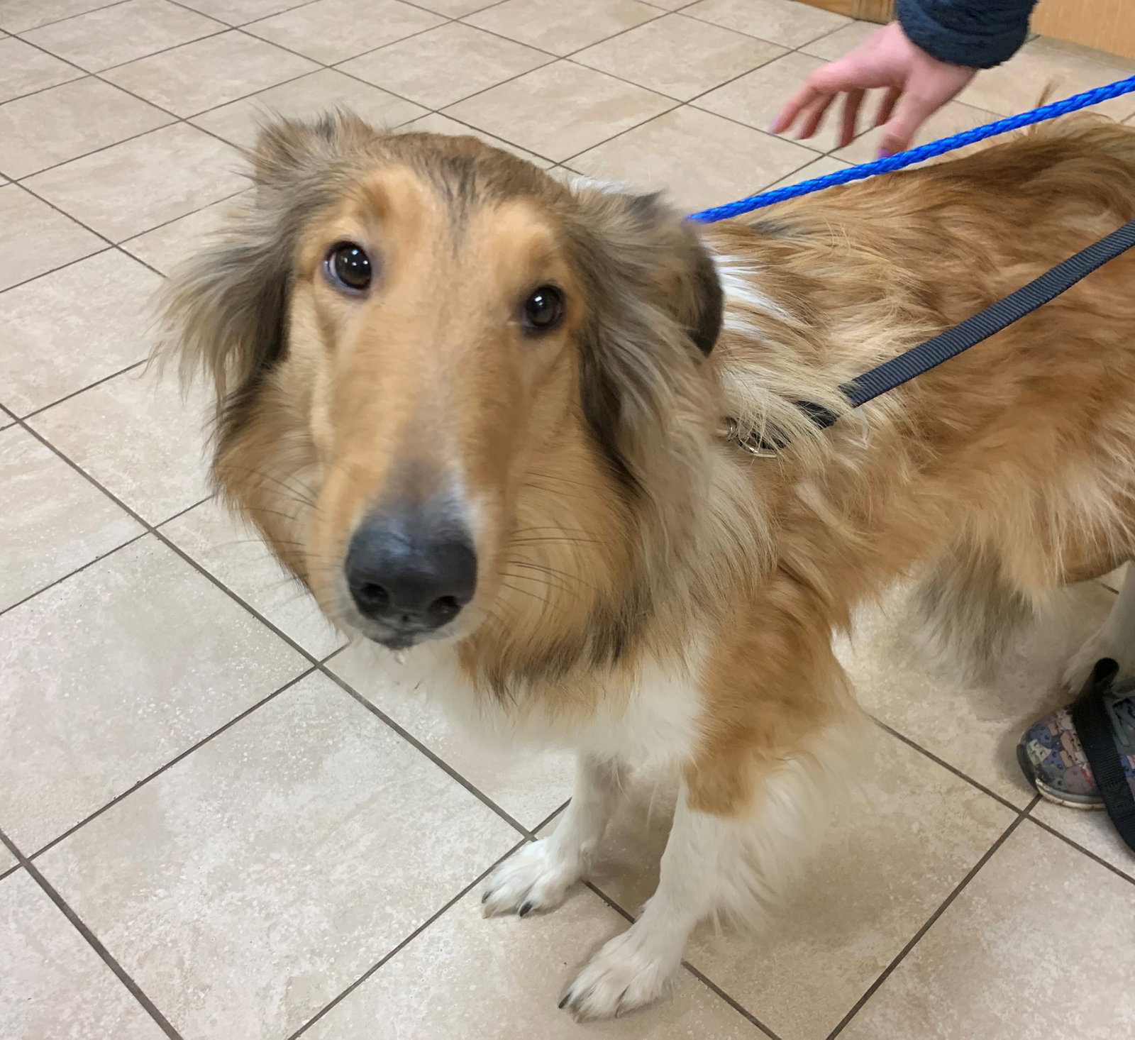 Cookie a Adult Female Collie (long coat) adopted through Collie Rescue