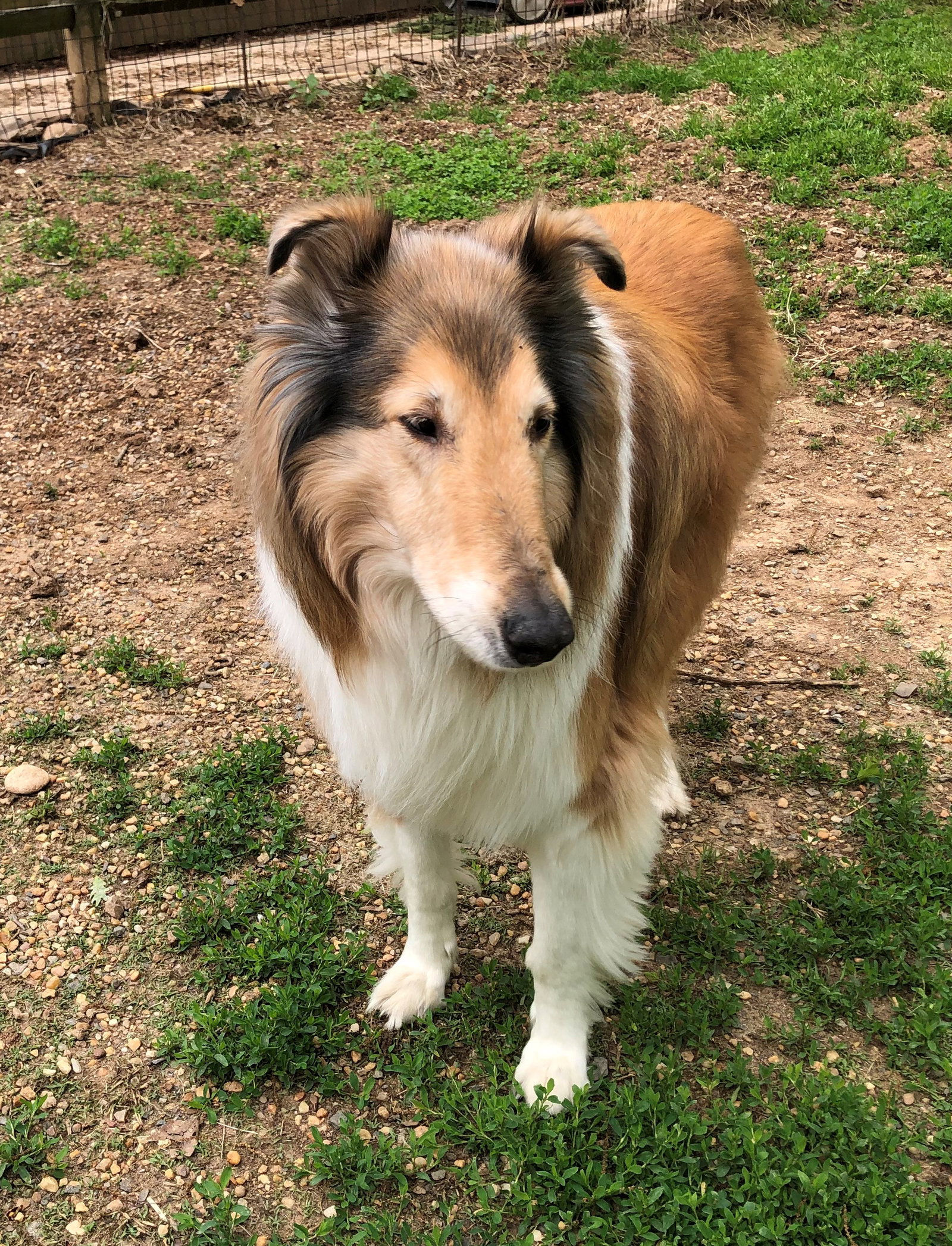 Watson a Adult Male Collie (long coat) adopted through Collie Rescue
